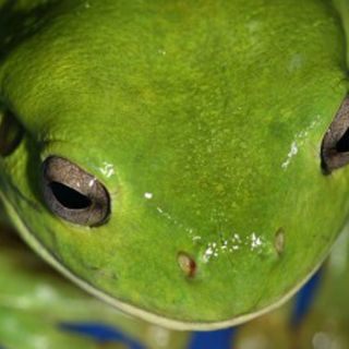Ranas australianas se refrescan