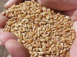 Sigue habiendo una tendencia alcista en los mercados de cereales y en otros mercados de materias prima. ARCHIVO  /