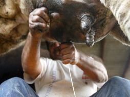 La venta de leche adulterada con fórmula afecta al gremio productor que espera se aumente el precio en los lácteos. ARCHIVO  /