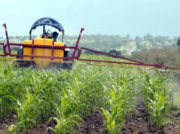 Este año se espera la producción de tres mil millones de toneladas de maíz en el campo jalisciense. ARCHIVO  /