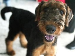 La custodia dell perro de raza terrier fue para Connie Tan. ARCHIVO  /