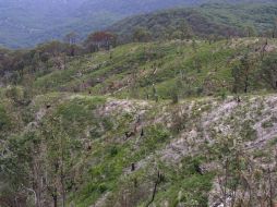 Se estima que fueron devastadas entre 20 y 30 héctareas sumando los cinco casos, así como la tala de más de mil árboles. ARCHIVO  /