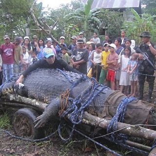 El cocodrilo gigante capturado en Filipinas rechaza su comida