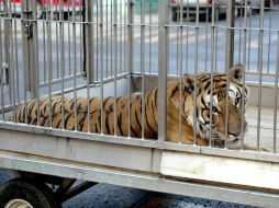 El reglamento prohíbe la promoción de espectáculos exhibiendo a los animales en jaulas. ARCHIVO  /