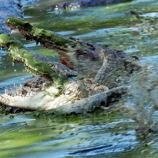 El cocodrilo gigante capturado en Filipinas se niega a alimentarse