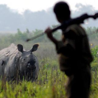 Sentencia histórica por matar rinocerontes en Zimbabue