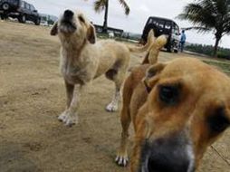 En el municipio se tiene registrada una población perruna de 25 mil animales. AP  /