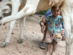 Aprendió a mamar de la vaca cuando se percató como lo hacia un becerro. REUTERS  /
