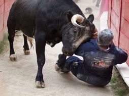 Momento en el que el tercer toro de la tarde hace sobre el empleado de la Nuevo Progreso. E. PACHECO  /