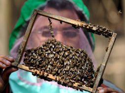 Las abejas experimentales tendrán colocados los microchip entre uno y dos años y también serán sometidas a pruebas de estrés. EFE  /