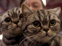 Los gatos mostraron que eran resistentes al virus de inmunodeficiencia felino. EFE  /