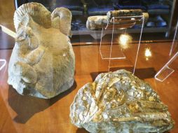 Exhiben cerca de 100 ejemplares representativos de la paleontología. NOTIMEX  /