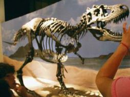 Los fósiles corresponden a especies que habitaron México durante la prehistoria. J. SÁNCHEZ  /