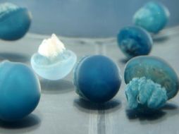 La imagen muestra a unas medusas azules, consideradas depredadores tan eficaces como los peces . EFE  /
