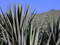 Actualmente en 35% de las plantaciones, hay problemas de plagas, algunas muy agresivas. ARCHIVO  /