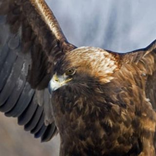 México aleja de la extinción al águila real, su símbolo nacional