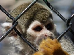 Un mono ardilla en el Zoológico de Zacango, en el Estado de México, que alberga animales confiscados por autoridades. AP  /