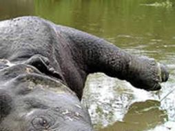 Los cazadores están utilizando métodos discretos, que causan mucho daño a la naturaleza. ESPECIAL  /