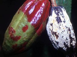 Un gran avance la caracterización molecular de las enzimas de este hongo. ID  /