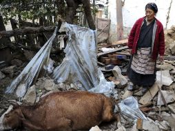 Una aldeana observa a una vaca que resultó muerta tras el terremoto. AP  /
