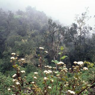 Crean primera enciclopedia virtual en Canarias