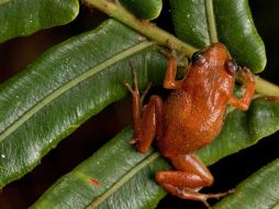 Los huevos de ranas ayudan a la programación de células. AFP  /