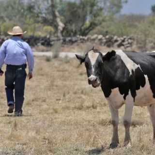 Subida del dólar, otro golpe contra los lecheros