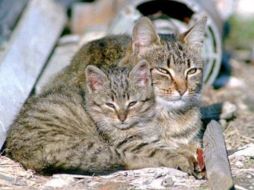 La Policía confiscó 95 gatos. AP  /