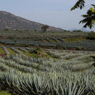 Terminó ciclo del agave barato: productores