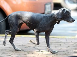 Los internautas se manifestaron en contra de sacrificar a los perros. NOTIMEX  /
