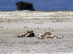 Tolimán y Zapotitlán de Vadillo son otros municipios afectados; esperan más pérdidas. ARCHIVO  /