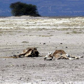 Aumentan daños por sequía en el sector ganadero