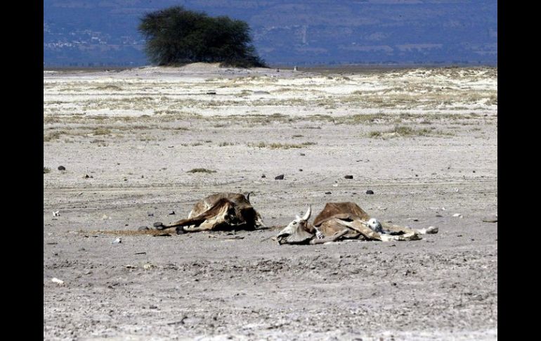 Tolimán y Zapotitlán de Vadillo son otros municipios afectados; esperan más pérdidas. ARCHIVO  /