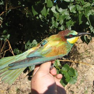 Las nuevas tecnologías dejan al descubierto los secretos de las aves