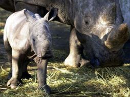 Este país lucha por aumentar en un 50 por ciento la población de rinoceronte el javanés. AFP  /