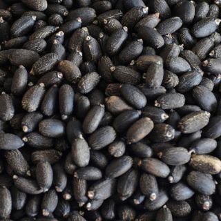 Reconocen esfuerzo de Chiapas en generación de biocombustibles