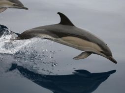 Desean incrementar el conocimiento sobre el medio ambiente marino y costero. EFE  /