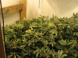 La mariguana ha encontrado otra forma de pasar hacia los Estados Unidos. ESPECVIAL  /