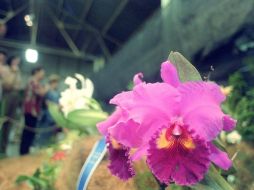 El caso de las especies amenazadas es difícil ya que no pueden crecer de manera natural. ARCHIVO  /