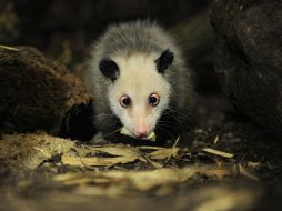 Debido a inmovilidad y nerviosismo decidieron sacrificar a la zarigüeya de tres años y medio. AFP  /
