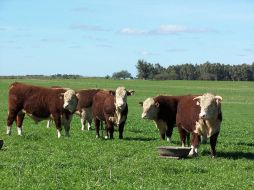 Las actividades económicas primarias fueron las que registraron un crecimiento mayor. ARCHIVO  /