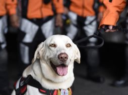 Ecuador, Guatemala, Honduras y Chile mandan apoyo para sacar a los atrapados entre los escombros.