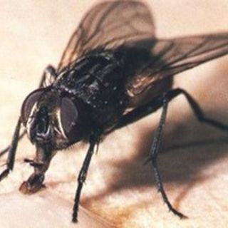 Aromas afrutados, afrodisíacos para las moscas