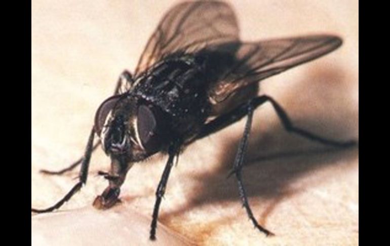 Científicos descubren que los aromas afrutados, que contienen ácido fenilacético estimula el apetito sexual de estos insectos. ESPECIAL  /