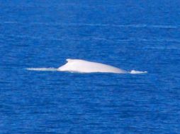 Indican que a primera vista es imposible determinar el parentesco de la cría. EFE  /