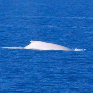 Avistan una ballena albina en el norte de Australia