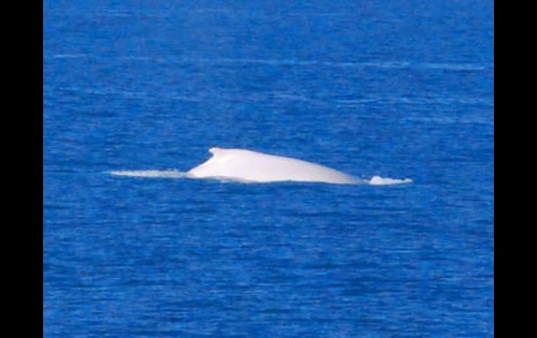 Indican que a primera vista es imposible determinar el parentesco de la cría. EFE  /