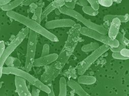 La investigación también arrojó que tomar antibióticos por periodos muy cortos hace que las bacterias se reproduzcan más. ESPECIAL  /