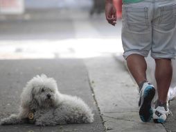 Trato digno, comida y agua en buen estado, entre los derechos que se reconocen a las mascotas.  /