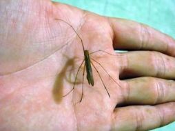 Se continuará con la campaña para quitar los objetos que hacen la propagación del mosquito trasmisor del dengue. ARCHIVO  /